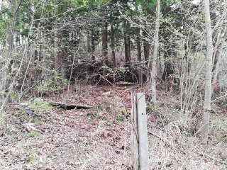 画像に含まれている可能性があるもの:木、屋外